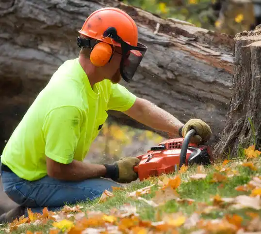 tree services Morrisonville